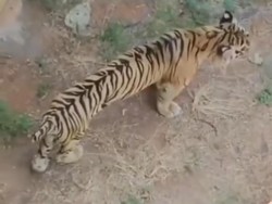 Rasa Iba ke Harimau Kurus Berujung Permintaan Maaf Karena Viral