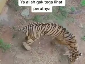 Viral Video Harimau Kurus di Maharani Zoo Lamongan