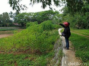 Situ Rancabungur Ciamis Mengering, Warga Manfaatkan untuk Tanam Sayuran