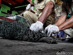 7 Warga Digigit Anjing Liar, Hewan di Bengkulu Divaksin Cegah Rabies