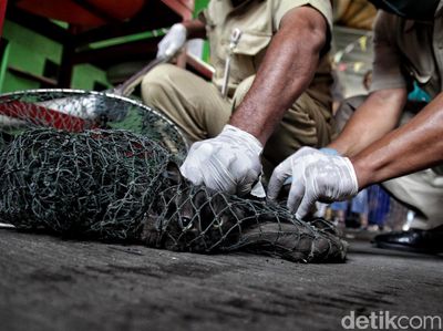 Aksi Kejar-kejaran Petugas dengan Hewan untuk Vaksin Rabies
