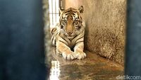 BKSDA Terjun Langsung Tangani Harimau Kurus di Maharani Zoo