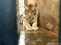 Harimau Diviralkan Kurus Tak Terurus Berujung Sesal dan Maaf