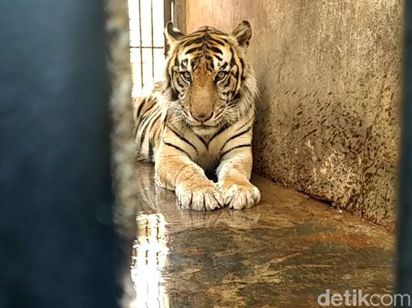 BKSDA Terjun Langsung Tangani Harimau Kurus di Maharani Zoo