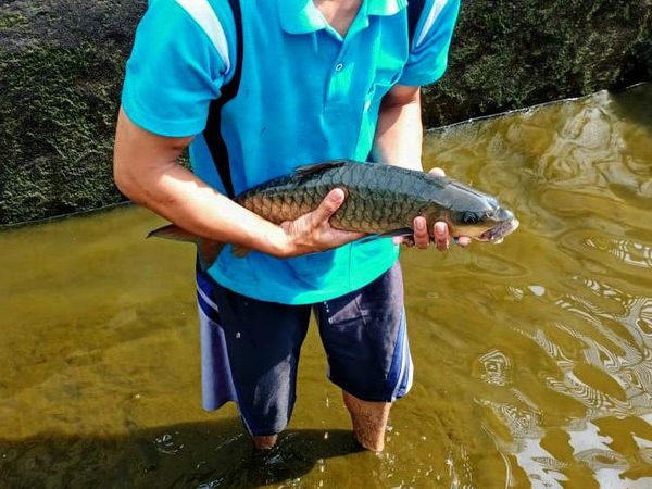 Budi Daya Ikan Dewa yang Dikeramatkan, Harga Bisa Rp 1 Juta/Kg