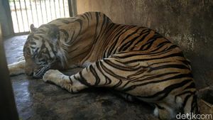 Foto-foto Viral Harimau Kurus di Maharani Zoo