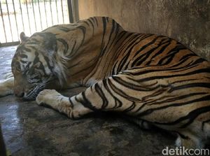 Foto-foto Viral Harimau Kurus di Maharani Zoo