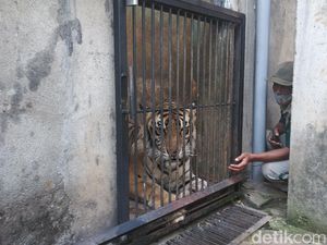 Viral Bertubuh Kurus Karena Sudah Tua, Kapan Seekor Harimau Menua?