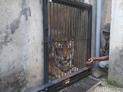 Viral Bertubuh Kurus Karena Sudah Tua, Kapan Seekor Harimau Menua?