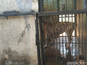 Viral Video Harimau Kurus, Maharani Zoo: Usia Sudah Tua