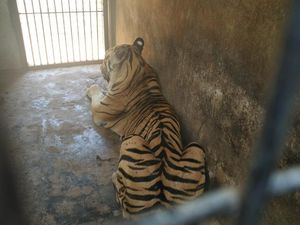 Harimau Maharani Zoo Diviralkan Kurus, Berapa Berat Badannya?