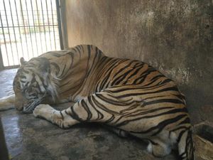 Ini Penjelasan Dokter Hewan Soal Harimau Maharani Zoo yang Terlihat Kurus