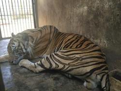 Ini Penjelasan Dokter Hewan Soal Harimau Maharani Zoo yang Terlihat Kurus