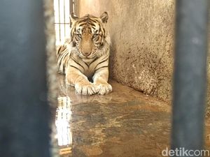 Harimau Maharani Zoo Diviralkan Kurus, Begini Faktanya