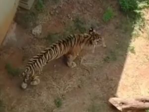 Video Klarifikasi Maharani Zoo Soal Viral Harimaunya yang Kurus