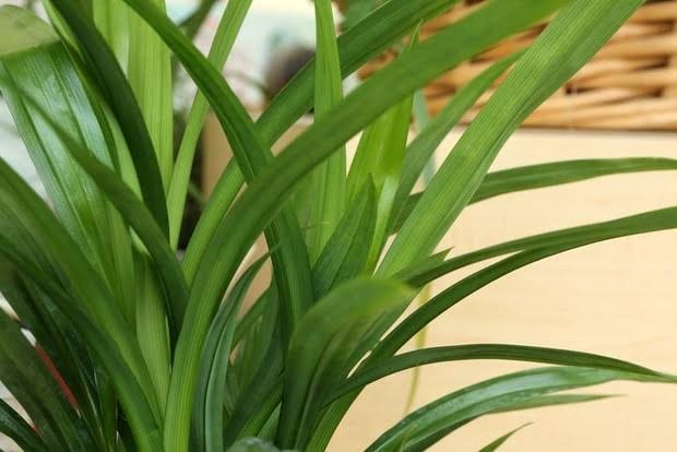 Rebusan daun pandan dapat menurunkan tekanan darah tinggi atau hipertensi.