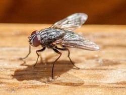7 Cara Mengusir Lalat dengan Cepat dari Rumah atau Warung, Efektif!