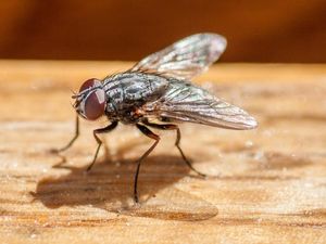 7 Cara Mengusir Lalat dengan Cepat dari Rumah atau Warung, Efektif! 7 Cara Mengusir Lalat dengan Cepat dari Rumah atau Warung, Efektif!