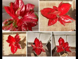 Waspada! Marak Penipu Jual Beli Tanaman Hias di Medsos