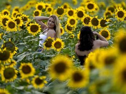 Petani Romantis, Tanam Sejuta Bunga Matahari untuk Kado Istri