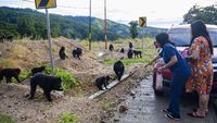 Potret Warga Sulteng Beri Makan Kera Hitam di Pinggir Jalan