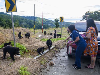 Potret Warga Sulteng Beri Makan Kera Hitam di Pinggir Jalan