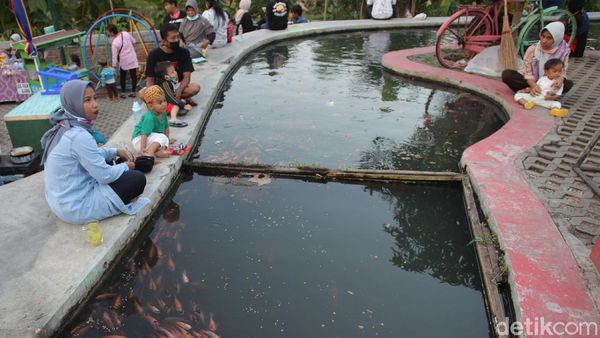 Wisata Alternatif di Yogya Ini Pamerkan Ribuan Ikan Nila dan Koi