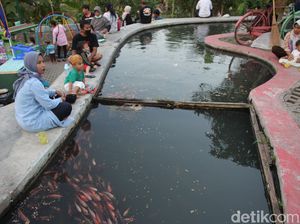 Wisata Alternatif di Yogya Ini Pamerkan Ribuan Ikan Nila dan Koi Wisata Alternatif di Yogya Ini Pamerkan Ribuan Ikan Nila dan Koi