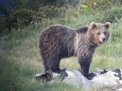 Papillon, Beruang Ini Hobi Kabur dari Kebun Binatang