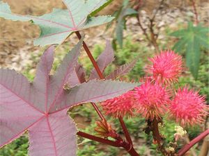 Kalori Rambutan dan Manfaatnya untuk Kesehatan