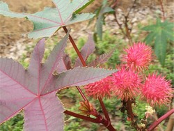 Kalori Rambutan dan Manfaatnya untuk Kesehatan