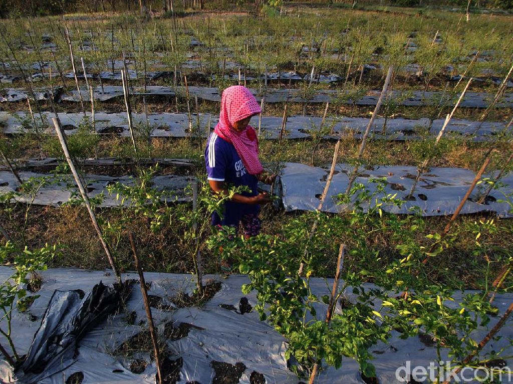 Harga Anjlok, Petani Cabai di Wonogiri Menjerit Harga Anjlok, Petani Cabai di Wonogiri Menjerit