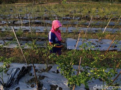 Harga Anjlok, Petani Cabai di Wonogiri Menjerit