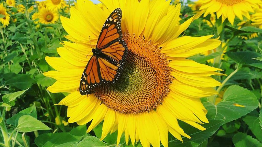 Potret Hamparan Kebun Bunga Matahari nan Cantik Potret Hamparan Kebun Bunga Matahari nan Cantik