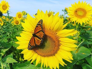 Potret Hamparan Kebun Bunga Matahari nan Cantik Potret Hamparan Kebun Bunga Matahari nan Cantik