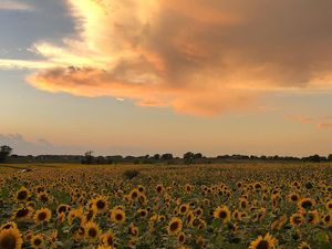 Di Tengah Pandemi, Petani Ini Tanam 2 Juta Bunga Matahari Di Tengah Pandemi, Petani Ini Tanam 2 Juta Bunga Matahari