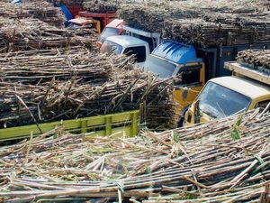 Kementan Prediksi Produksi Gula 2020 Capai 2,224 Juta Ton Kementan Prediksi Produksi Gula 2020 Capai 2,224 Juta Ton