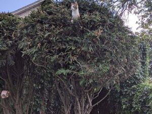 Jangan Disiram Air Panas, Ini Cara Cegah Kucing Liar ke Atap Rumah Jangan Disiram Air Panas, Ini Cara Cegah Kucing Liar ke Atap Rumah