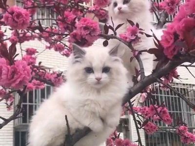 Jangan Salah Fokus! Ini Kucing, Bukan Burung