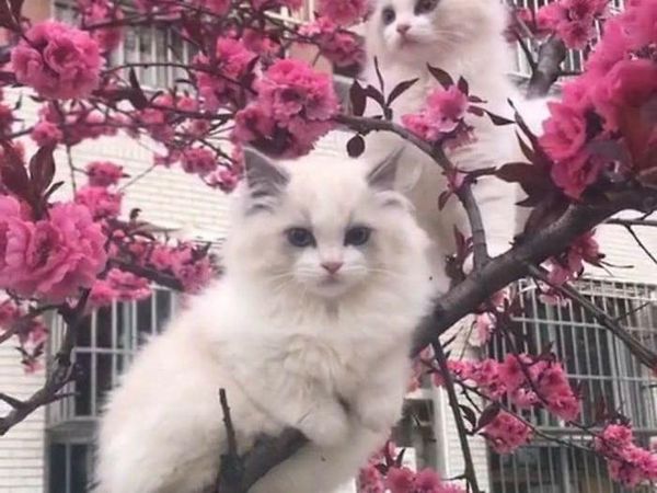 Jangan Salah Fokus! Ini Kucing, Bukan Burung