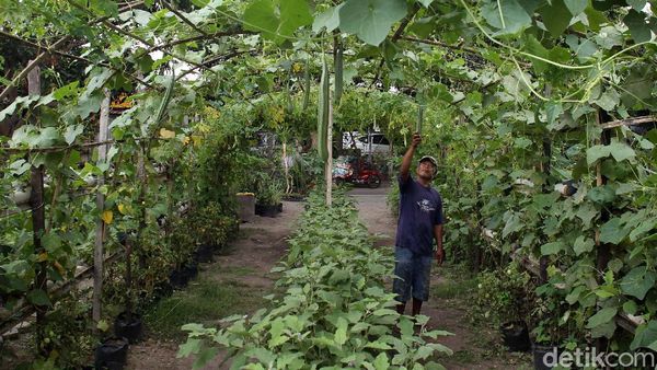 Manfaatkan Lahan Kosong untuk Lumbung Ketahanan Pangan