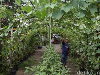 Manfaatkan Lahan Kosong untuk Lumbung Ketahanan Pangan