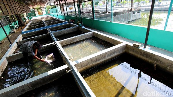 Melihat Budidaya Ikan Nila di Surakarta