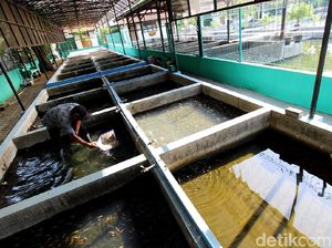Melihat Budidaya Ikan Nila di Surakarta