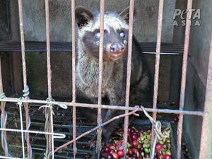 PETA Sebut Industri Kopi Luwak Berisiko Picu Pandemi COVID-19