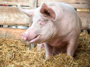 Alasan Susu Babi Tak Diminum Manusia hingga Pemilik Bandeng Juwana Tutup Usia