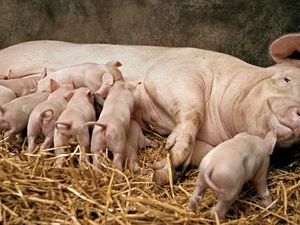 Kenapa Susu Babi Tak Umum Diminum Manusia?