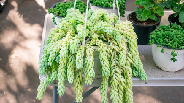 Sedum morganianum (lamb's tail, burro's tail, horses tail) in white pot hanging. Sedum morganianum is popular and easy-to-grow succulent with trailing stems and fleshy blue-green leaves. Basic houseplant