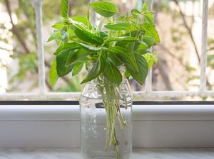 10 Tanaman Hias yang Nggak Butuh Tanah (Part 2)