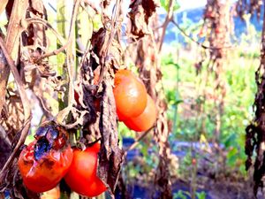 Viral Tomat Cuma Dihargai Rp 500/Kg, Akhirnya Dibiarkan Membusuk